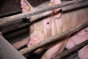 Farrowing crates at Ludale Piggery SA - Australian pig farming - Captured at Ludale Piggery, Reeves Plains SA Australia.