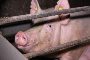 Farrowing crates at Ludale Piggery SA - Australian pig farming - Captured at Ludale Piggery, Reeves Plains SA Australia.