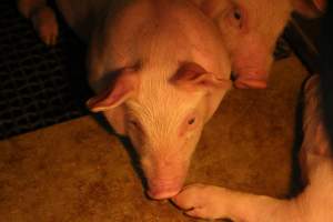 Farrowing crates - Australian pig farming - Captured at Bringelly Bacon Co, Leppington NSW Australia.