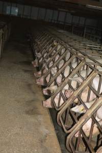 Sow stalls - Captured at SA.