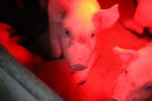 Farrowing crates - Australian pig farming - Captured at Bringelly Bacon Co, Leppington NSW Australia.