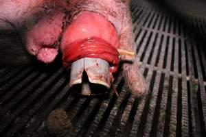 Sow with large prolapse - Tube/pipe inserted into prolapse - Captured at Blackwoods Piggery, Trafalgar VIC Australia.