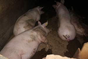 Group sow housing - Australian pig farming - Captured at Bringelly Bacon Co, Leppington NSW Australia.