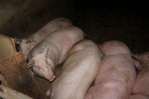 Group sow housing - Australian pig farming - Captured at Bringelly Bacon Co, Leppington NSW Australia.