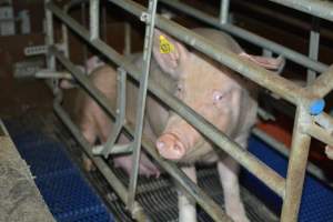 Farrowing crates - Captured at SA.