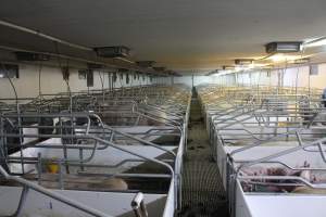 Farrowing crates - Australian pig farming - Captured at Lindham Piggery, Wild Horse Plains SA Australia.