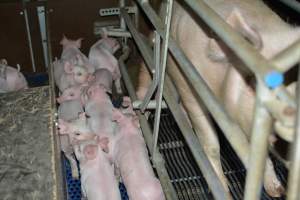 Farrowing crates - Captured at SA.