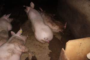 Group sow housing - Australian pig farming - Captured at Bringelly Bacon Co, Leppington NSW Australia.