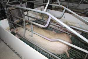 Farrowing crates - Australian pig farming - Captured at Lindham Piggery, Wild Horse Plains SA Australia.