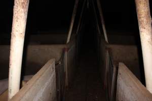 Walkway of group sow housing shed - Australian pig farming - Captured at Bringelly Bacon Co, Leppington NSW Australia.