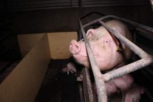 Farrowing crates at Ludale Piggery SA - Australian pig farming - Captured at Ludale Piggery, Reeves Plains SA Australia.