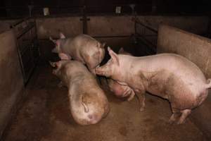 Group sow housing - Australian pig farming - Captured at Bringelly Bacon Co, Leppington NSW Australia.