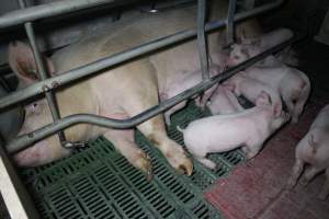 Farrowing crates - Australian pig farming - Captured at Lindham Piggery, Wild Horse Plains SA Australia.