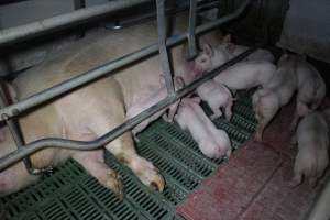 Farrowing crates - Australian pig farming - Captured at Lindham Piggery, Wild Horse Plains SA Australia.