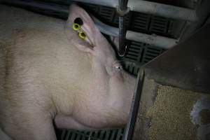 Farrowing crates - Australian pig farming - Captured at Lindham Piggery, Wild Horse Plains SA Australia.