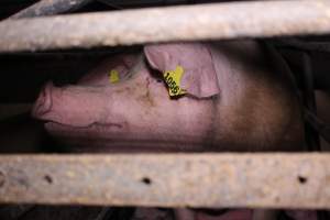 Farrowing crates at Ludale Piggery SA - Australian pig farming - Captured at Ludale Piggery, Reeves Plains SA Australia.