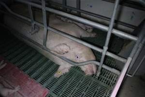 Farrowing crates - Australian pig farming - Captured at Lindham Piggery, Wild Horse Plains SA Australia.