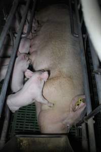 Farrowing crates - Australian pig farming - Captured at Lindham Piggery, Wild Horse Plains SA Australia.