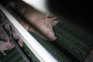 Farrowing crates - Australian pig farming - Captured at Lindham Piggery, Wild Horse Plains SA Australia.