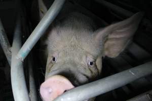 Sow with pleading eyes - Australian pig farming - Captured at Lindham Piggery, Wild Horse Plains SA Australia.