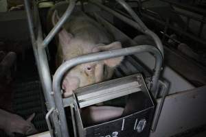 Farrowing crates - Australian pig farming - Captured at Lindham Piggery, Wild Horse Plains SA Australia.