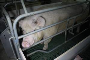 Farrowing crates - Australian pig farming - Captured at Lindham Piggery, Wild Horse Plains SA Australia.