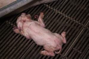 Farrowing crates - Australian pig farming - Captured at Blackwoods Piggery, Trafalgar VIC Australia.