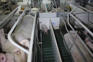 Farrowing crates - Australian pig farming - Captured at Lindham Piggery, Wild Horse Plains SA Australia.