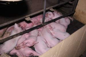 Farrowing crates at Ludale Piggery SA - Australian pig farming - Captured at Ludale Piggery, Reeves Plains SA Australia.