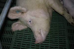 Farrowing crates - Australian pig farming - Captured at Lindham Piggery, Wild Horse Plains SA Australia.