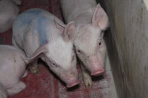 Farrowing crates - Australian pig farming - Captured at Lindham Piggery, Wild Horse Plains SA Australia.