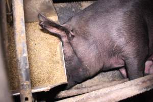 Farrowing crates at Ludale Piggery SA - Australian pig farming - Captured at Ludale Piggery, Reeves Plains SA Australia.