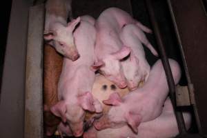 Farrowing crates at Ludale Piggery SA - Australian pig farming - Captured at Ludale Piggery, Reeves Plains SA Australia.