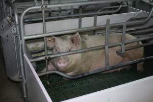 Farrowing crates - Australian pig farming - Captured at Lindham Piggery, Wild Horse Plains SA Australia.