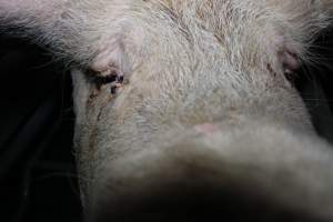 Sow with sad eyes - Australian pig farming - Captured at Lindham Piggery, Wild Horse Plains SA Australia.