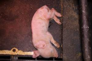 Farrowing crates at Ludale Piggery SA - Australian pig farming - Captured at Ludale Piggery, Reeves Plains SA Australia.