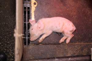 Farrowing crates at Ludale Piggery SA - Australian pig farming - Captured at Ludale Piggery, Reeves Plains SA Australia.