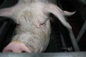 Sow with sad eyes - Australian pig farming - Captured at Lindham Piggery, Wild Horse Plains SA Australia.