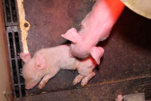 Farrowing crates at Ludale Piggery SA - Australian pig farming - Captured at Ludale Piggery, Reeves Plains SA Australia.