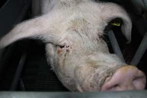 Sow with sad eyes - Australian pig farming - Captured at Lindham Piggery, Wild Horse Plains SA Australia.