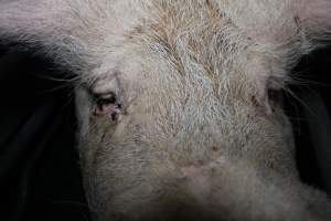 Sow with sad eyes - Australian pig farming - Captured at Lindham Piggery, Wild Horse Plains SA Australia.