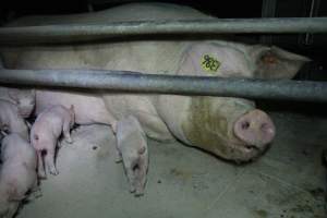 Farrowing crates - Australian pig farming - Captured at Blackwoods Piggery, Trafalgar VIC Australia.