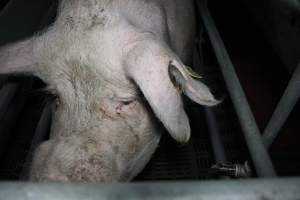 Sow with sad eyes - Australian pig farming - Captured at Lindham Piggery, Wild Horse Plains SA Australia.