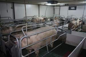 Farrowing crates - Australian pig farming - Captured at Lindham Piggery, Wild Horse Plains SA Australia.