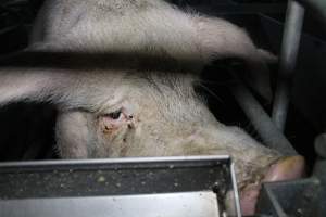 Sow with sad eyes - Australian pig farming - Captured at Lindham Piggery, Wild Horse Plains SA Australia.