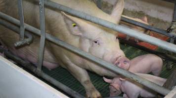 Farrowing crates - Australian pig farming - Captured at Lindham Piggery, Wild Horse Plains SA Australia.