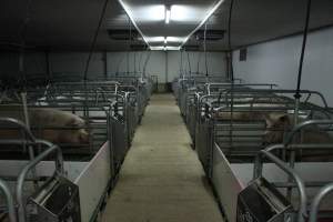 Farrowing crates - Australian pig farming - Captured at Lindham Piggery, Wild Horse Plains SA Australia.