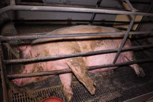 Farrowing crates at Ludale Piggery SA - Australian pig farming - Captured at Ludale Piggery, Reeves Plains SA Australia.