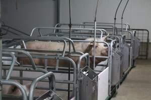 Farrowing crates - Australian pig farming - Captured at Lindham Piggery, Wild Horse Plains SA Australia.