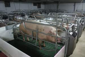 Farrowing crates - Australian pig farming - Captured at Lindham Piggery, Wild Horse Plains SA Australia.